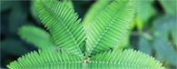Femicore ingredient